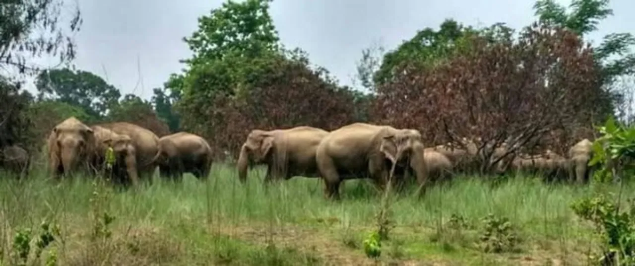  କେନ୍ଦୁଝର ସୀମାନ୍ତରେ ୧୫୦ ହାତୀ
