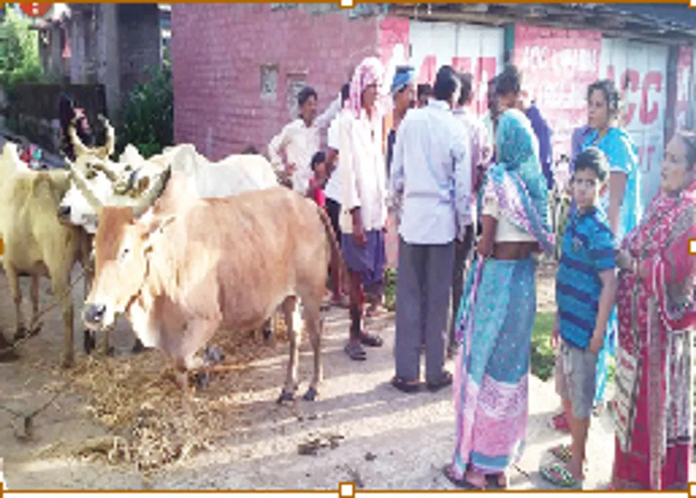  ଚୋରି ବଳଦକୁ ଉଦ୍ଧାର କଲେ ଗ୍ରାମବାସୀ