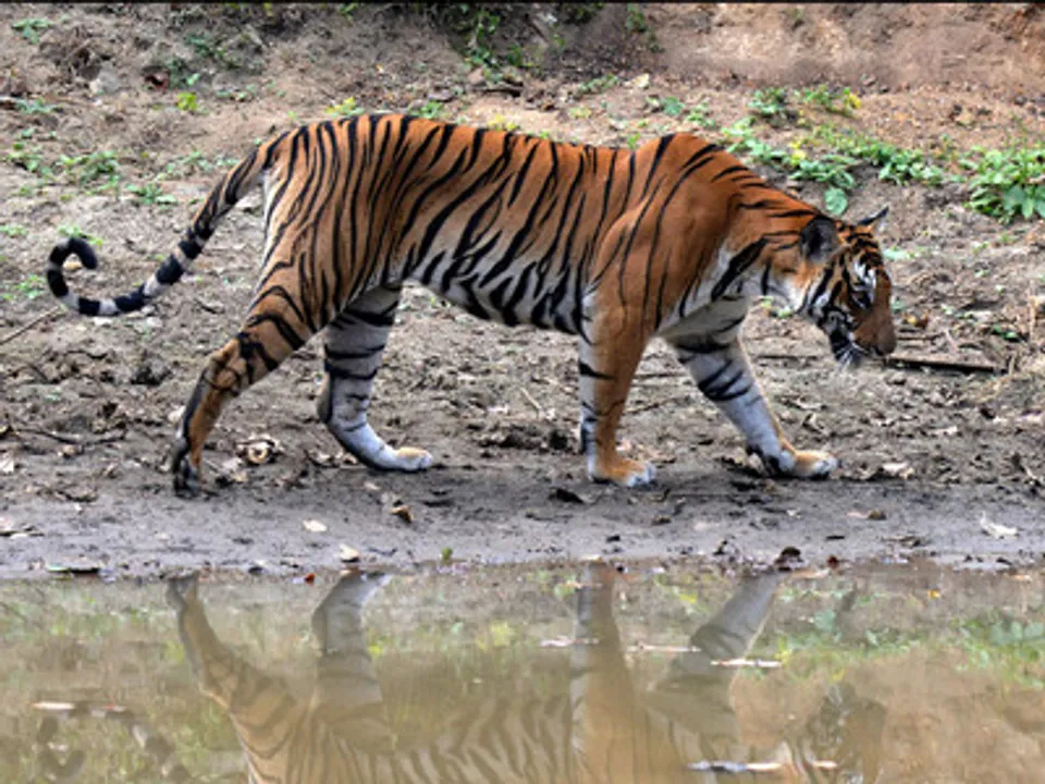  Image Courtesy of TOI 