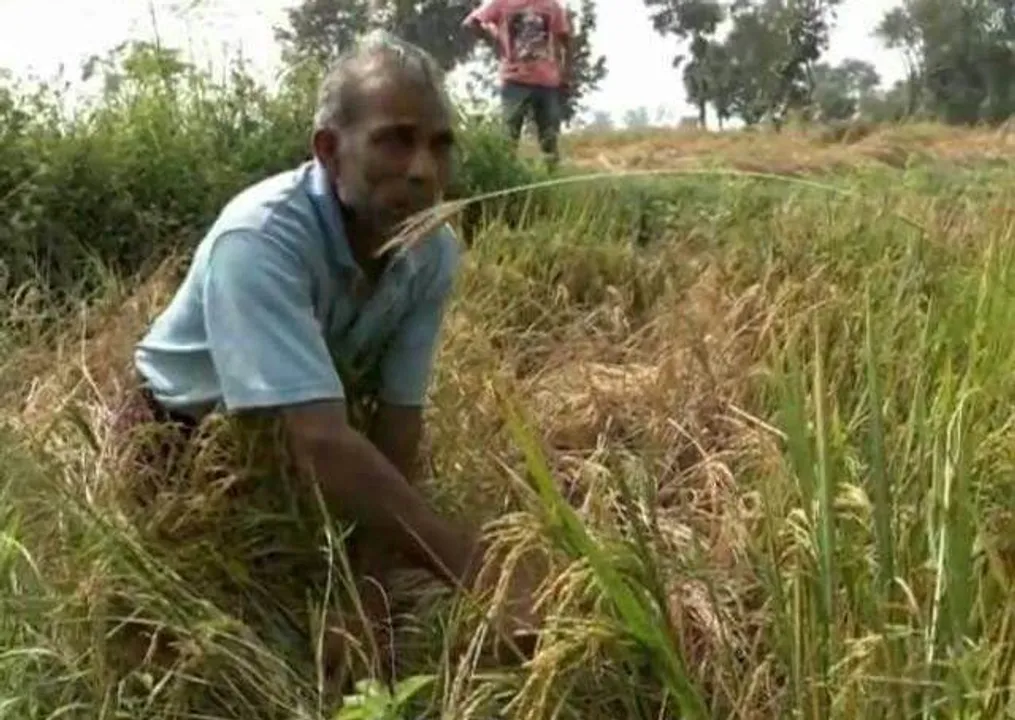  ‘ଚକଡ଼ା’ ପାଇଁ ଚାଷୀ ଆତ୍ମହତ୍ୟା : ବିଷ ପିଇ ଜୀବନ ହାରିଲେ ବୃନ୍ଦାବନ