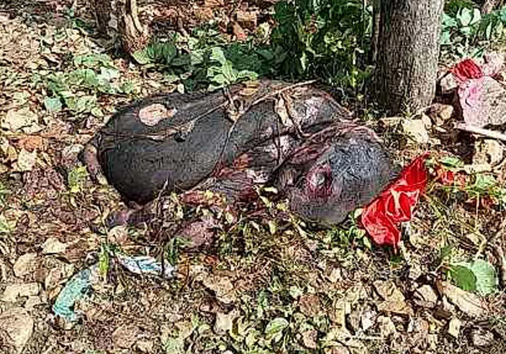  ହାତୀ ଶାବକର ମୃତ ଦେହ ଉଦ୍ଧାର