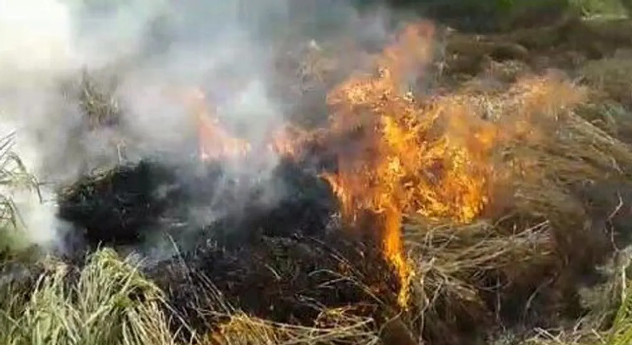  ଧାନ ଫସଲରେ ନିଆଁ ଲଗାଇଲେ ଚାଷୀ 