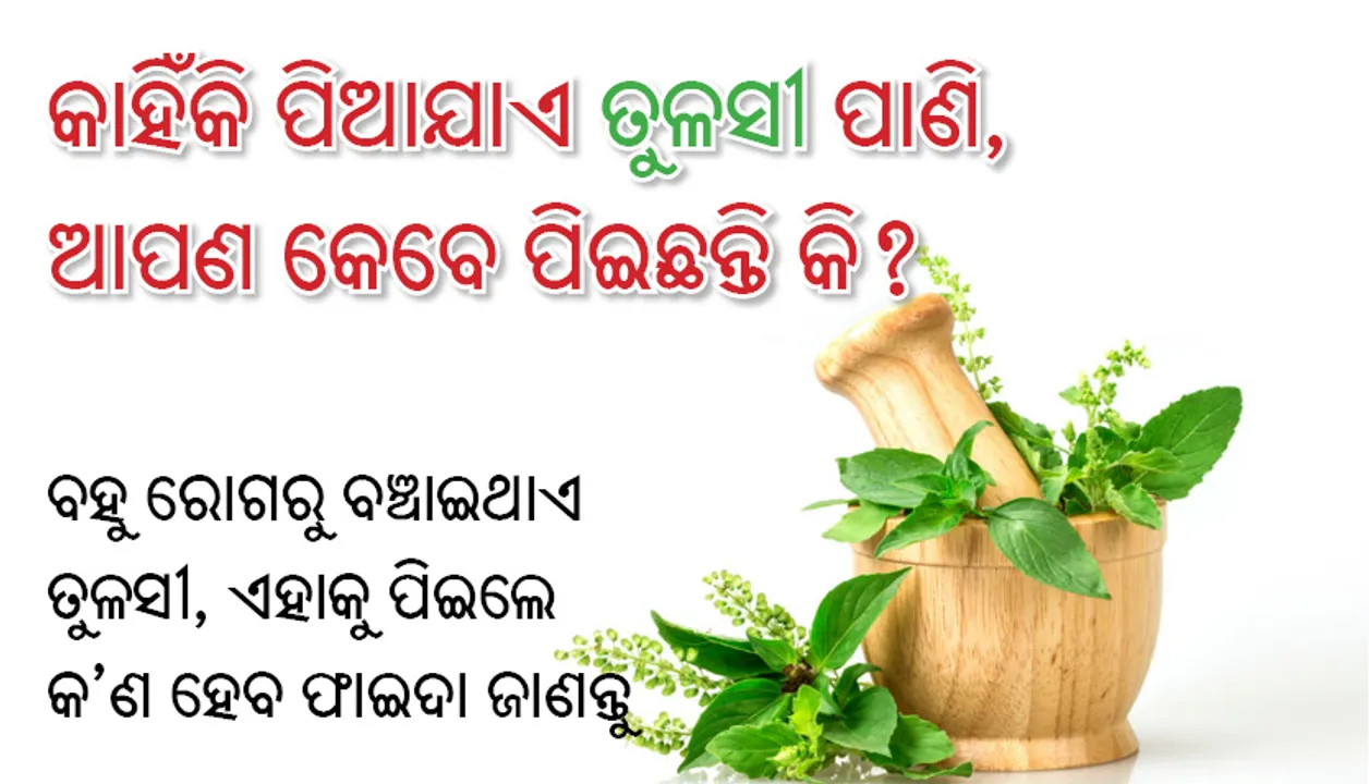  କାହିଁକି ପିଆଯାଏ ତୁଳସୀ ପାଣି, ଆପଣ କେବେ ପିଇଛନ୍ତି କି?