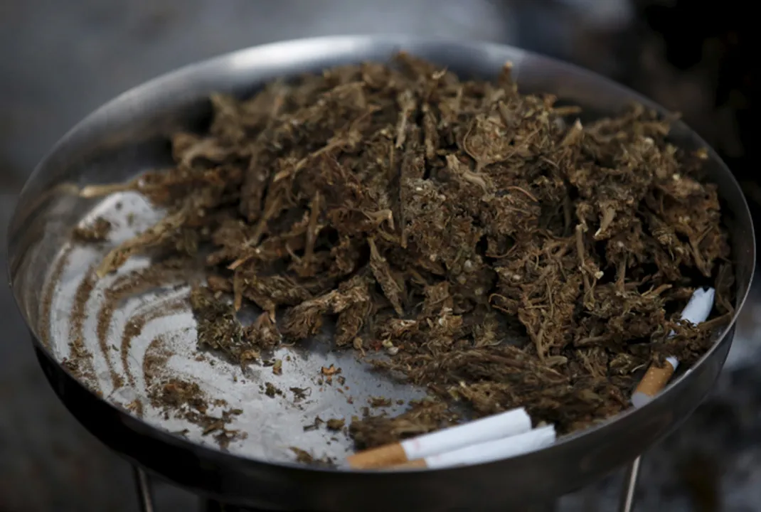  A plate filled with marijuana is kept for sale during the Shivaratri festival at the premises of Pashupatinath Temple in Kathmandu, Nepal, March 7, 2016. Hindu holy men from Nepal and India come to this temple to take part in the Maha Shivaratri festival. Celebrated by Hindu devotees all over the world, Shivaratri is dedicated to Lord Shiva, and holy men mark the occasion by praying, smoking marijuana or smearing their bodies with ashes. REUTERS/Navesh Chitrakar - RTS9L7P 