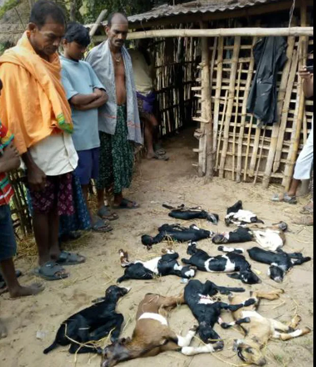  ଗଞ୍ଜାମ: ଅଜଣା ଜନ୍ତୁ ଆକ୍ରମଣରେ ୧୨ ଛେଳି ମୃତ