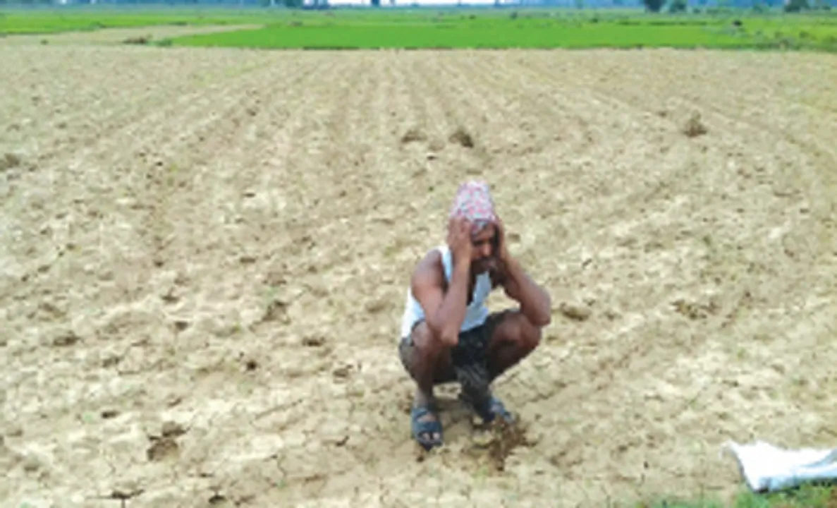  ରୋଗ ପୋକ ଦାଉରେ ଚାଷୀ ସର୍ବସ୍ୱାନ୍ତ