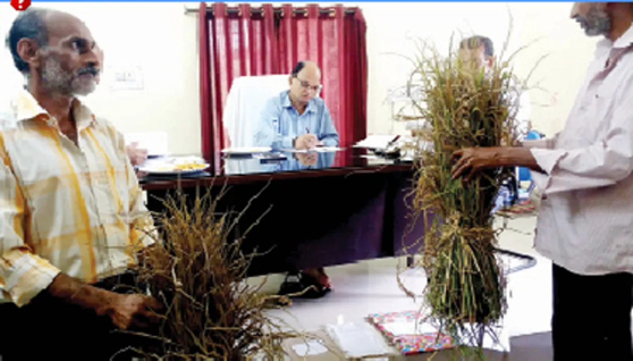  ପୋକ ଲଗା ଧାନ ଗଛ ନେଇ ଅଧିକାରୀଙ୍କୁ ଭେଟିଲେ ଚାଷୀ