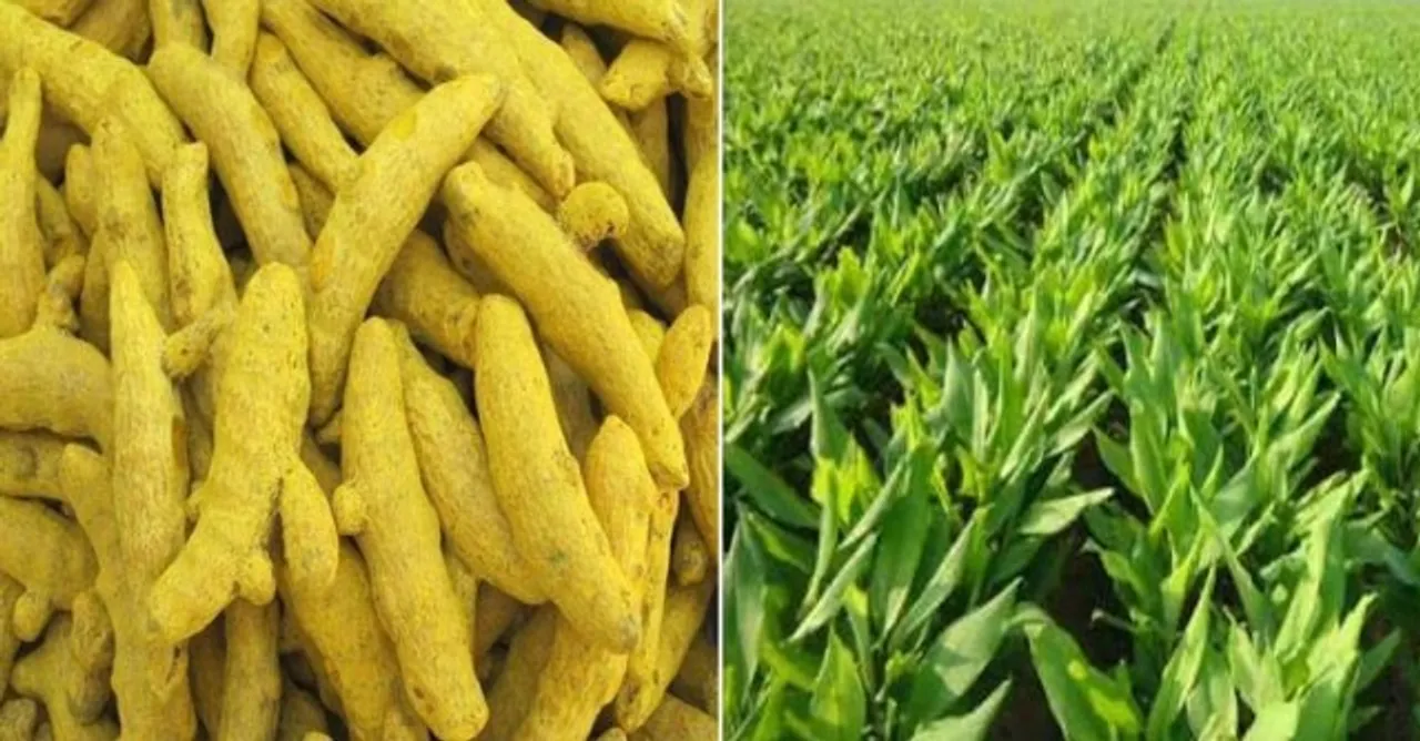  କନ୍ଧମାଳ ହଳଦୀ ପାଇବ ଜିଆଇ ମାନ୍ୟତା