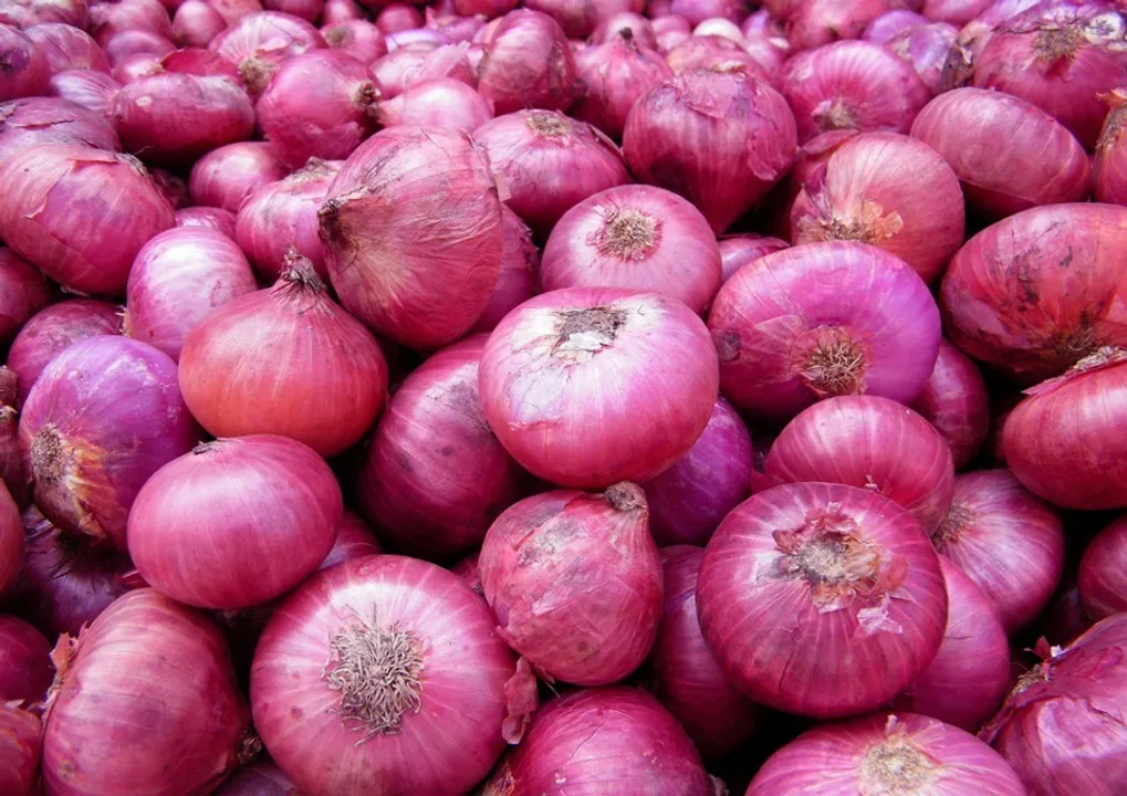  ପିଆଜ ବେକାବୁ ୫୦ ଟପିବ!