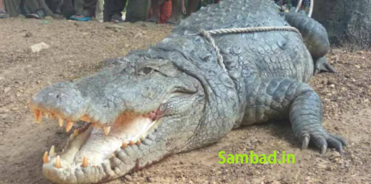  ମାଲକାନଗିରି: ରାତି ଅଧରେ ଘରେ ପଶିଲା ୧୨ ଫୁଟର କୁମ୍ଭୀର