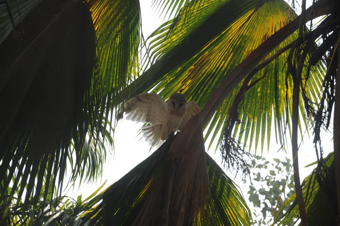  ଜୟଦେବ ଭବନରେ ଧଳା ପେଚା ଉଦ୍ଧାର(ପ୍ରଭାତ)