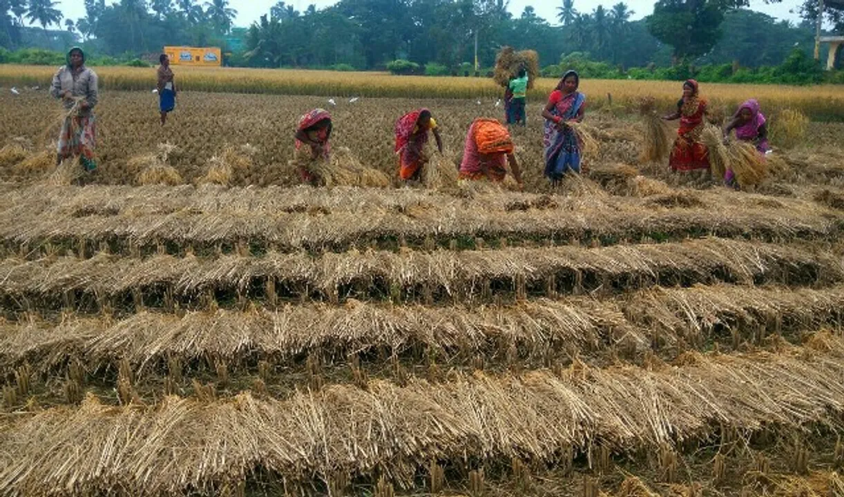  ସନ୍ଧ୍ୟାରୁ ବର୍ଷା ଆରମ୍ଭ : ବିଲରେ ବିତୁଛି ଦିନ ରାତି