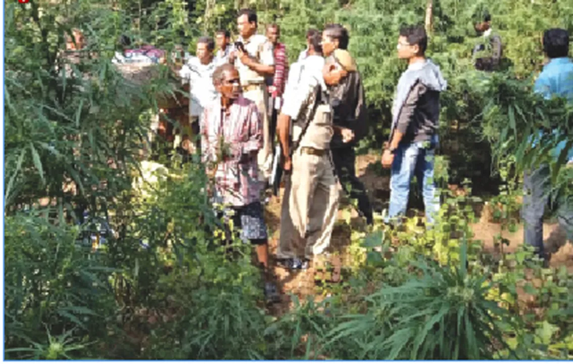  ପେନାଯୋର ଜଙ୍ଗଲରେ ଗଞ୍ଜେଇ ଗଛ ନଷ୍ଟ