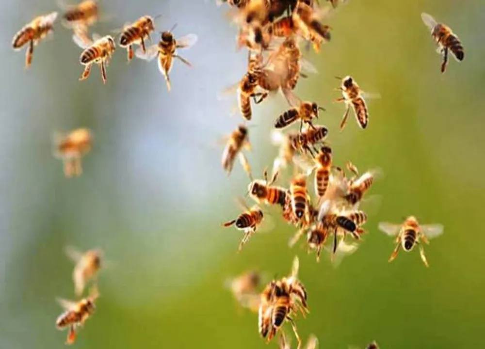  ମହୁମାଛି ଆକ୍ରମଣରେ ମା’ ମୃତ, ପୁଅ ଆହତ