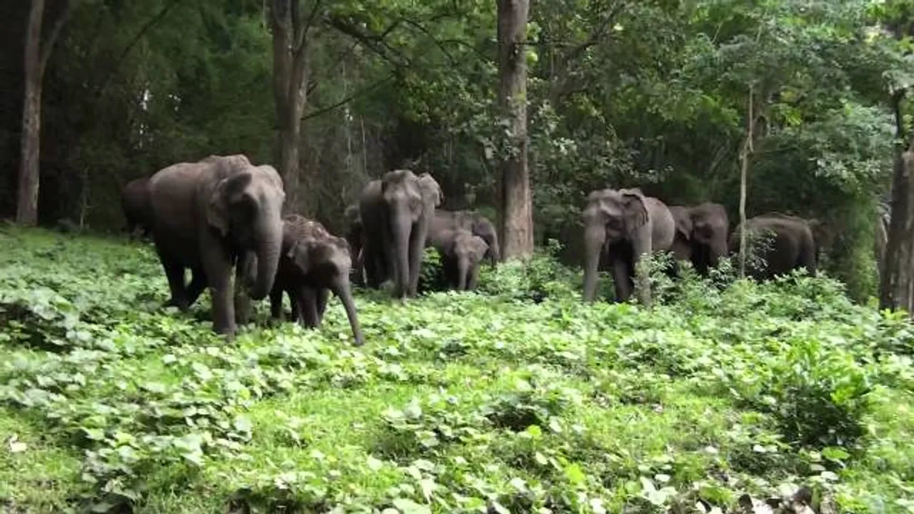  ପୂର୍ବ-କେନ୍ଦ୍ରୀୟ ଅଞ୍ଚଳର ସର୍ବାଧିକ ହାତୀ ଓଡ଼ିଶାରେ