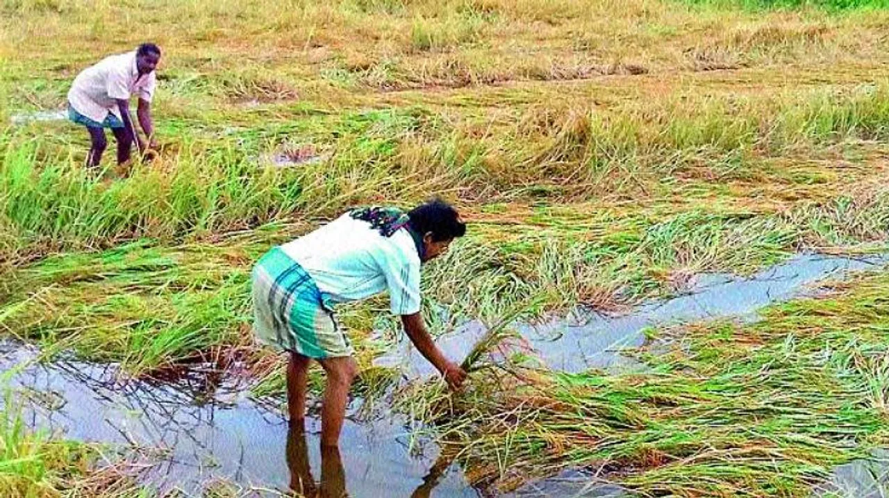  ପୁରୀ, ଯାଜପୁର, ଜଗତ୍‌ସିଂହପୁର ଜିଲ୍ଲାର ୧୦ ହଜାର ହେକ୍ଟର ଜମିରେ ଫସଲହାନି