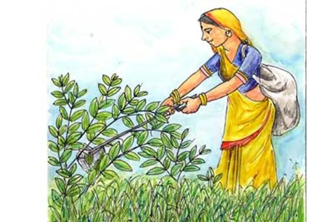  ବଗିଚାର ଚିହ୍ନବର୍ଣ୍ଣ ନାହିଁ, ନିଯୁକ୍ତ ହୋଇଛନ୍ତି ୩ ମାଳି