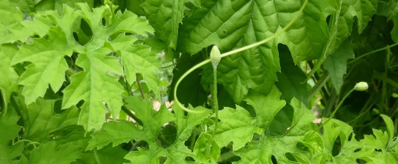  photo-healthbenefitstimes.com 