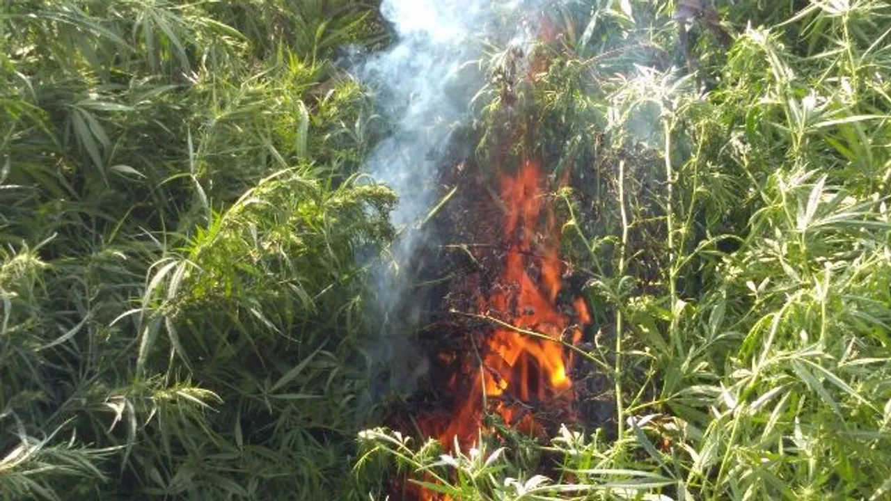  ୭କୋଟି ଟଙ୍କାର ଗଂଜେଇ ଗଛ ପୋଡ଼ାଗଲା