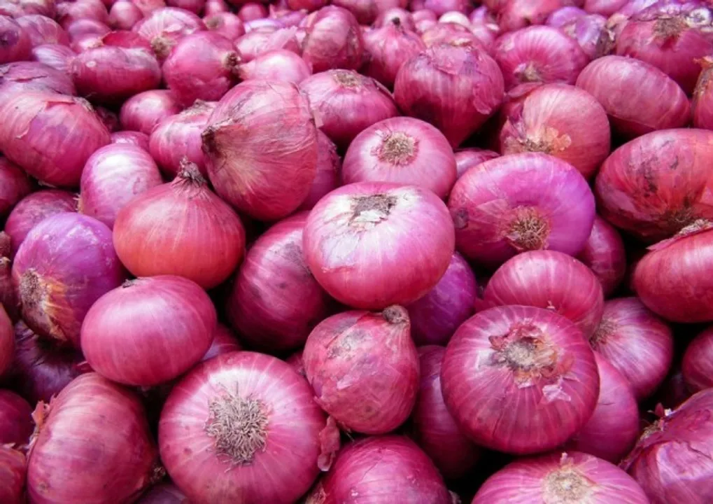 ପୁଣି ପିଆଜ ପଚାଶ
