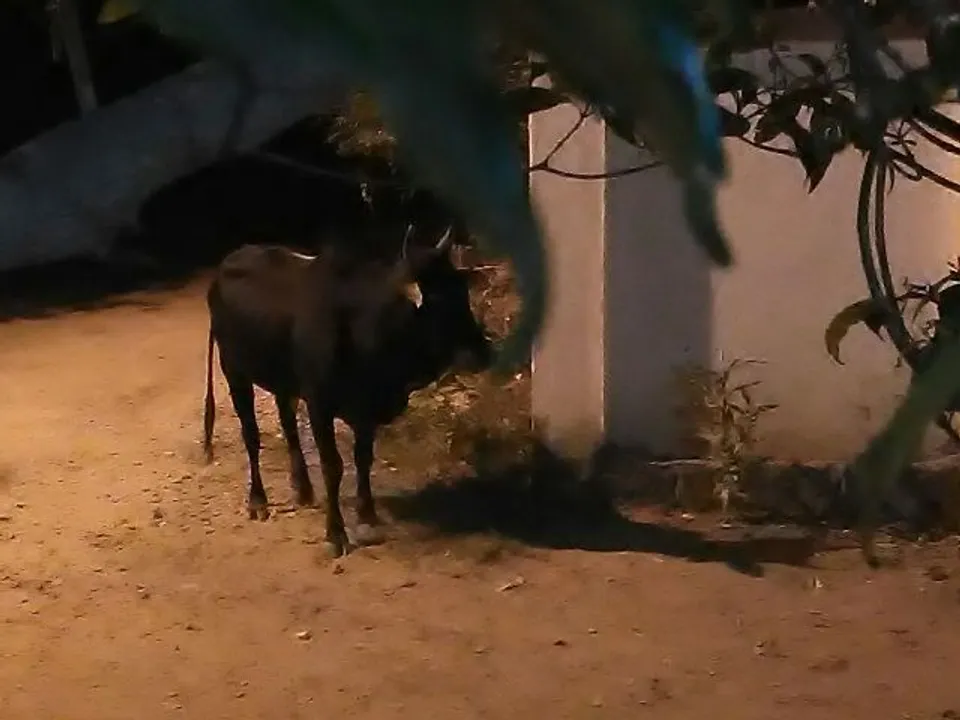  କଳିଙ୍ଗବିହାରରେ ପାଗଳ ଷଣ୍ଢର ଉତ୍ପାତ, ୬ ଆହତ