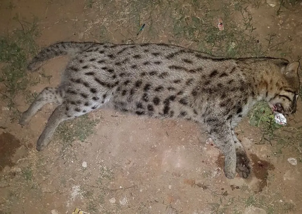  ଗାଡ଼ି ଧକ୍କାରେ ବଣଭୁଆ ମୃତ