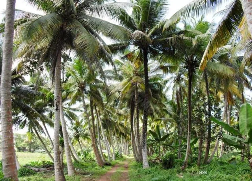  ନଡ଼ିଆ ଚାଷ ସମ୍ପର୍କିତ କର୍ମଶାଳା