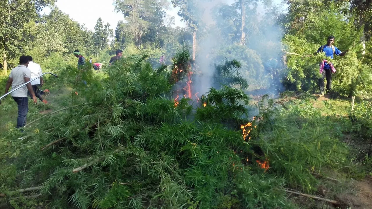  ୮ ଏକର ଗଂଜେଇ ଚାଷ ପୋଡ଼ିଲେ