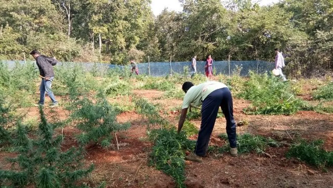  ୮କୋଟି ଟଙ୍କାର ଗଞ୍ଜେଇ ଗଛ ନଷ୍ଟ କଲା ପୁଲିସ