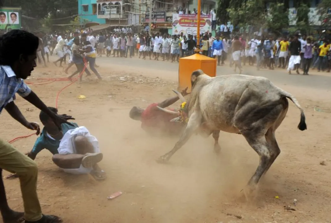  ଜାଲ୍ଲିକାଟୁ ଦର୍ଶକଙ୍କୁ ଷଣ୍ଢ ଦଳିଦେଲା