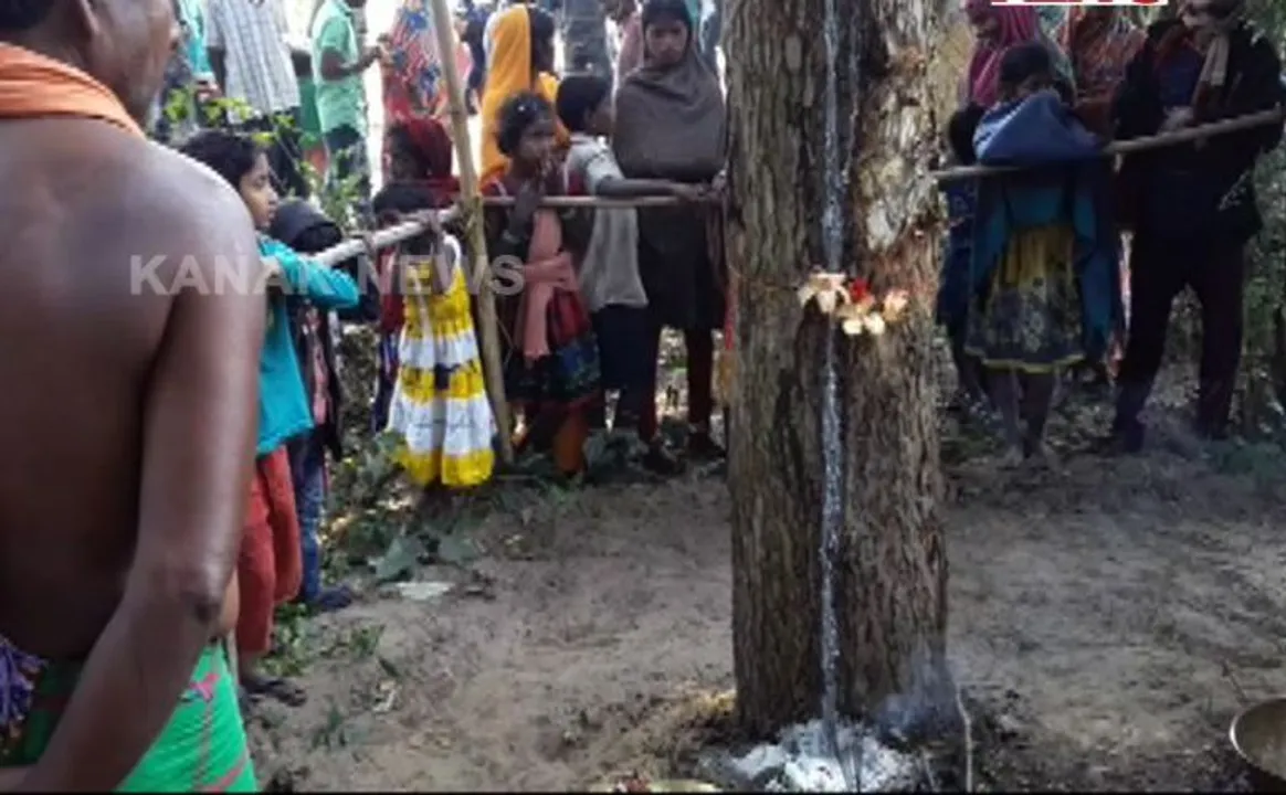  କେନ୍ଦ୍ରାପଡ଼ା: ନିମ୍ବଗଛରୁ ବାହାରୁଛି କ୍ଷୀର, ଚର୍ଚ୍ଚା ହେଉଛି ଆର୍ବିଭୂତ ହେଲେ ଶ୍ରୀଜିଉ