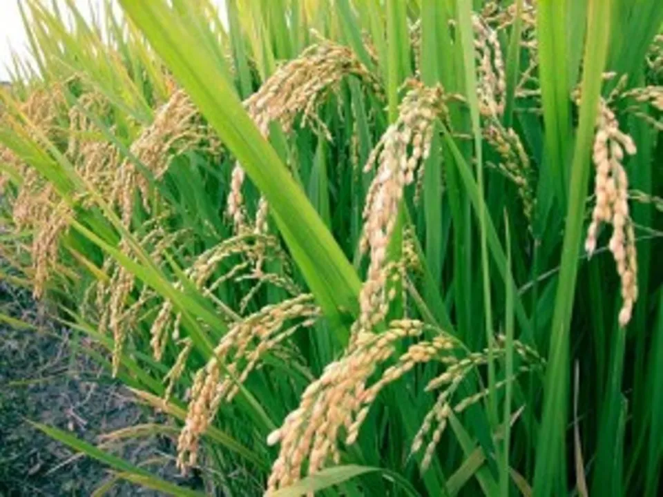  କୃଷି ଏବଂ କୃଷକ କଲ୍ୟାଣ ଅଭିଯାନ କର୍ମଶାଳା