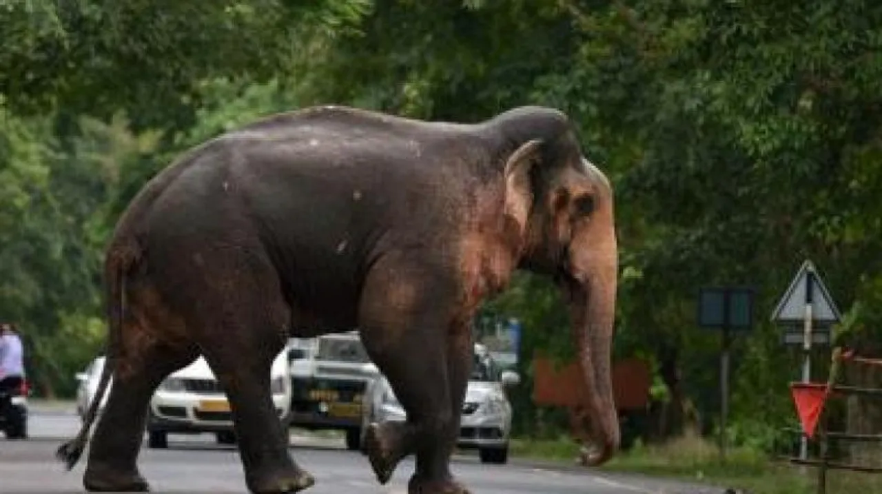  Image Courtesy of Deccan Chornilce 