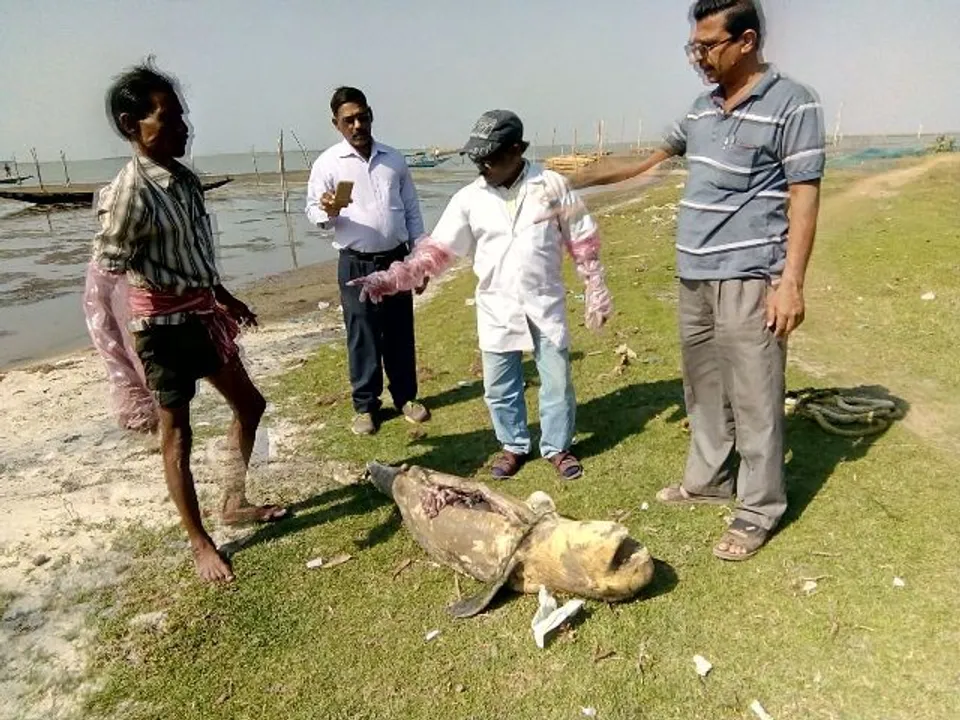  ୫ ଫୁଟ୍‌ର ଡଲ୍‌ଫିନ୍‌ ଶବ ଜବତ