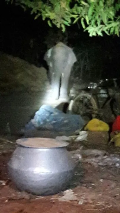  ଦନ୍ତା ଲୁଟି ନେଲା ଧାନବସ୍ତା