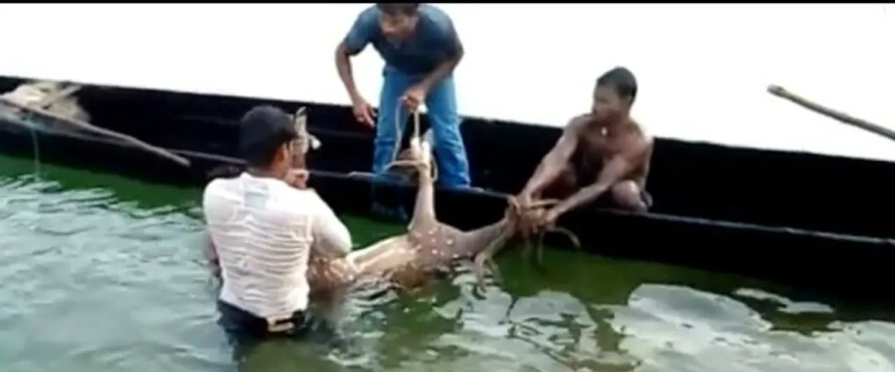  ମୁଣ୍ଡଳୀ ନିକଟ ମହାନଦୀରୁ ମୃଗ ଉଦ୍ଧାର