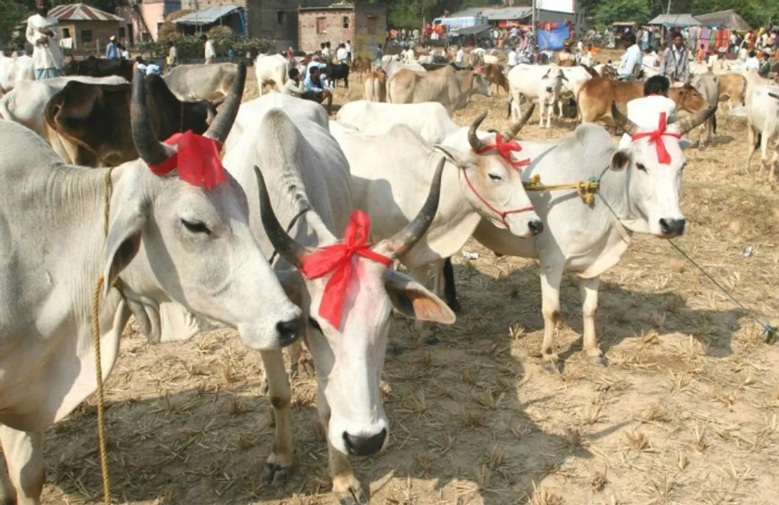  ୭ରେ ଆନ୍ତର୍ଜାତିକ ଗୋ’ ସମ୍ବର୍ଧନା ମହୋତ୍ସବ