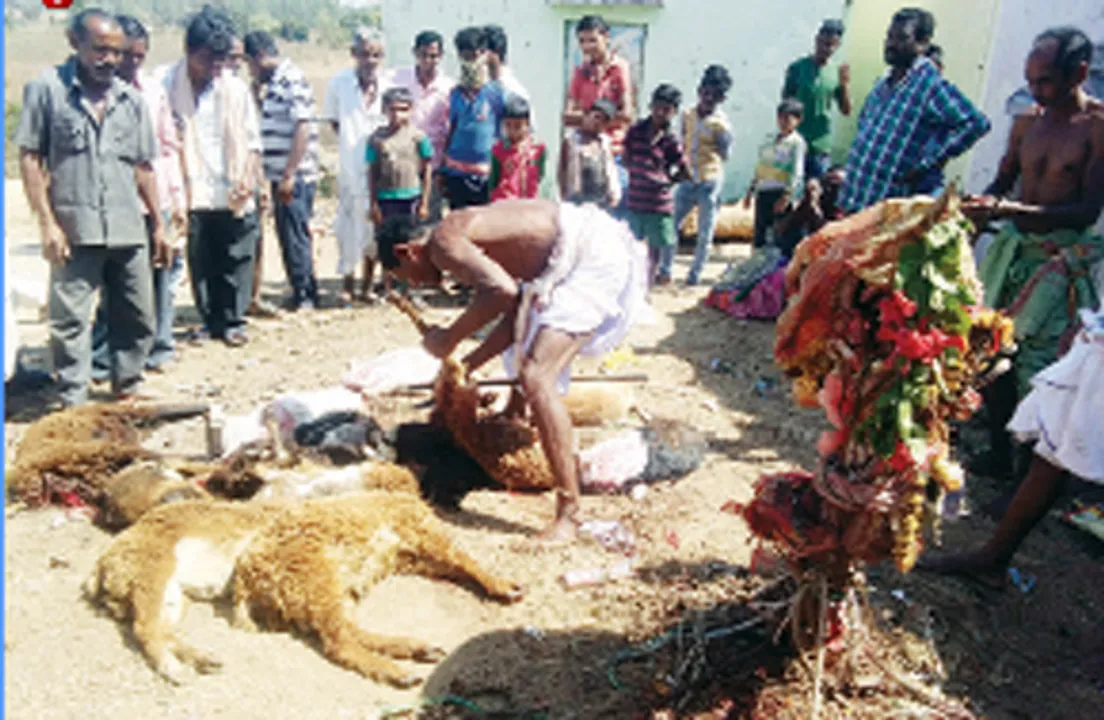  ପାଞ୍ଚ ଶହରୁ ଅଧିକ ପ୍ରାଣୀଙ୍କ ବଳି: ରକ୍ତ ଭିଜିଲା ଶୈବ ଓ ଚଣ୍ଡୀ ପୀଠ