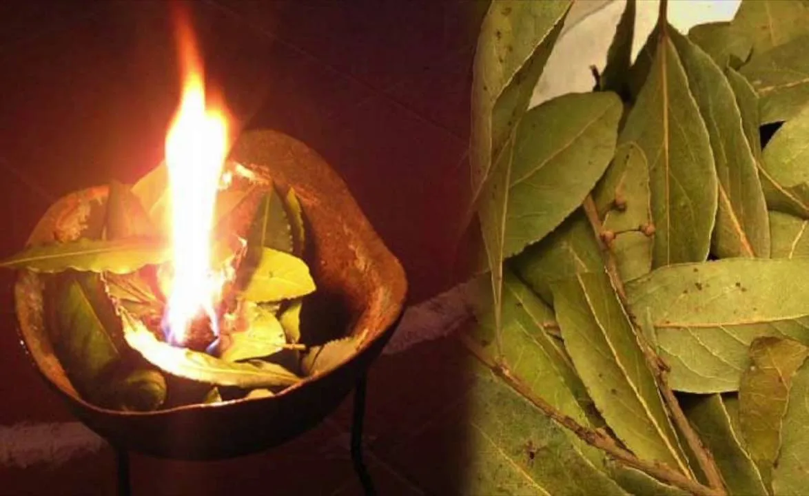  ତେଜପତ୍ରର ଔଷଧୀୟ ଗୁଣ ସମ୍ପର୍କରେ ଜାଣନ୍ତୁ