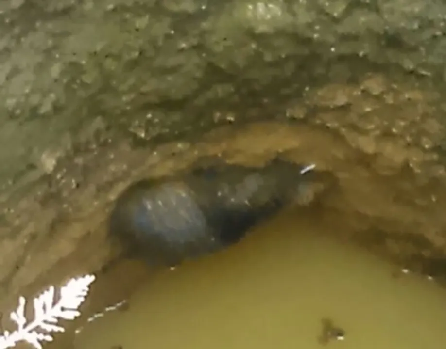  କୂଅରୁ ଗାଡ଼ଭାଲୁ ଉଦ୍ଧାର