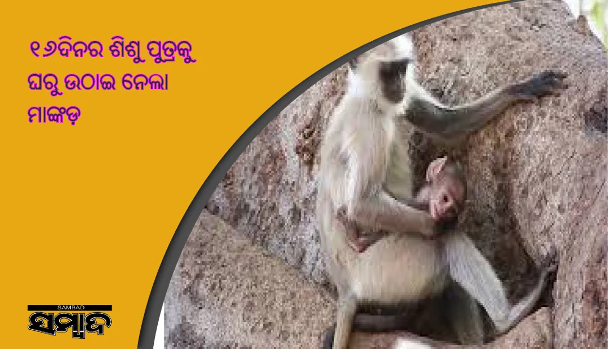  ୧୬ଦିନର ଶିଶୁ ପୁତ୍ରକୁ ଘରୁ ଉଠାଇ ନେଲା ମାଙ୍କଡ଼, ପ୍ରଭୁ ହନୁମାନଙ୍କ ପାଖରେ ଅଧିଆ ପଡ଼ିଲେ ବାପା ମାଆ 