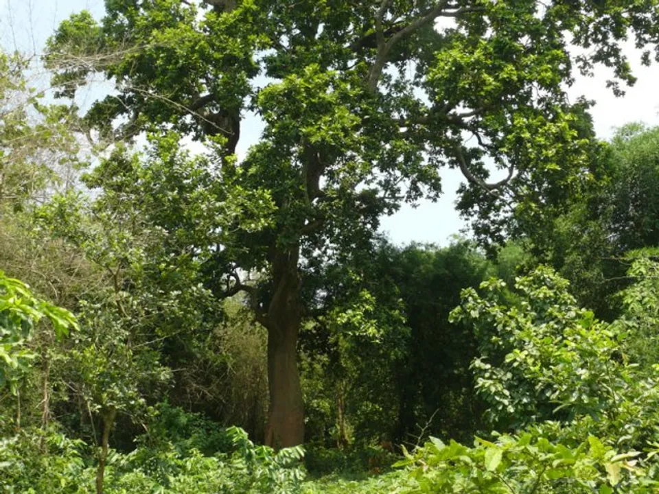  ଚନ୍ଦକା ଅଭୟାରଣ୍ୟରେ କର୍ମଚାରୀ ମରୁଡ଼ି, କାଠ ମାଫିଆ ଓ ଶିକାରୀ ସକ୍ରିୟ
