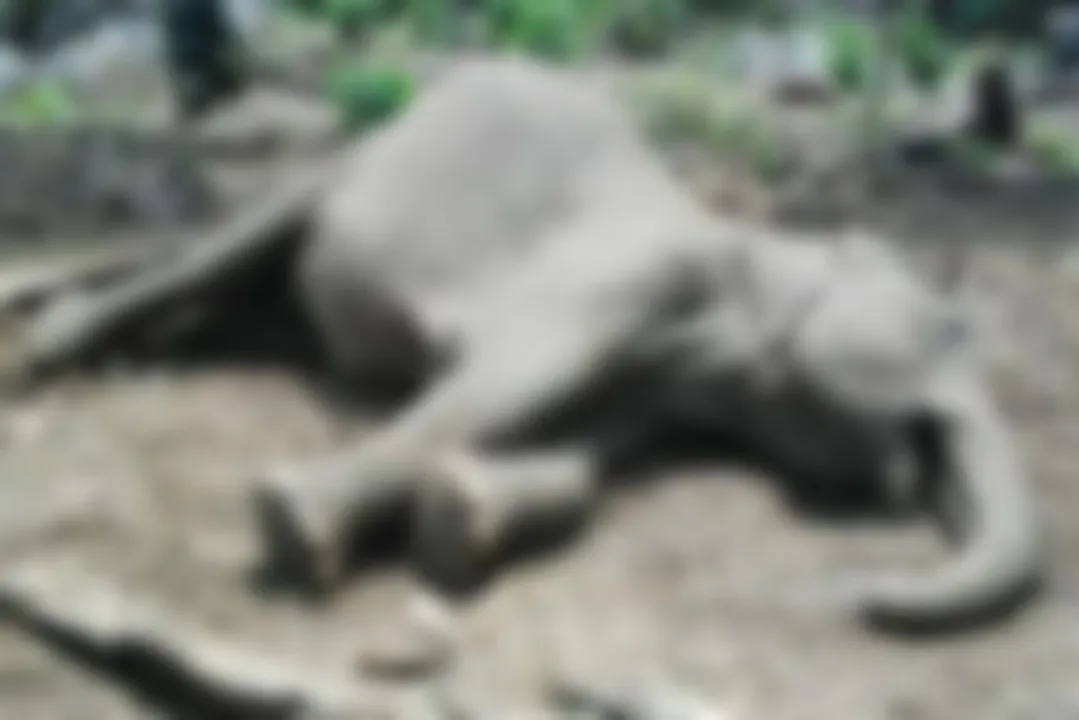  ପୁଣି ଏକ ଦନ୍ତା ହାତୀର ମୃତ୍ୟୁ