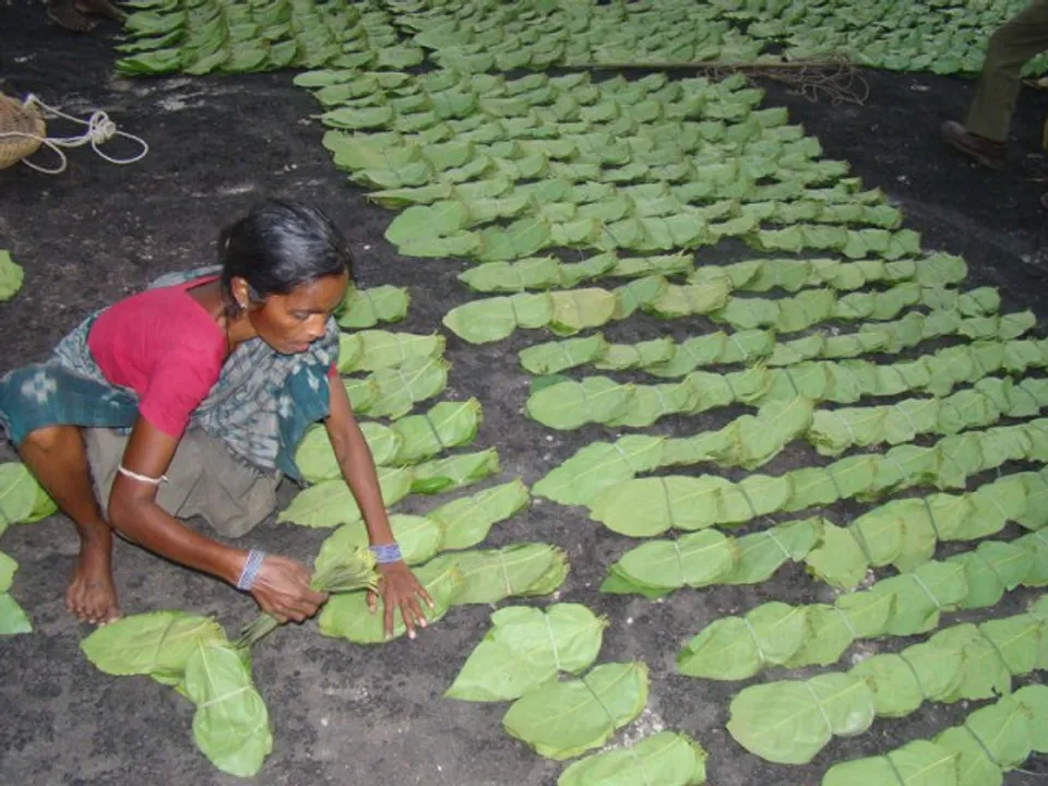  କେନ୍ଦୁପତ୍ର ସଂଗ୍ରହ ମୂଲ୍ୟ ୪୦ ପଇସା ପର୍ଯ୍ୟନ୍ତ ବଢ଼ିଲା