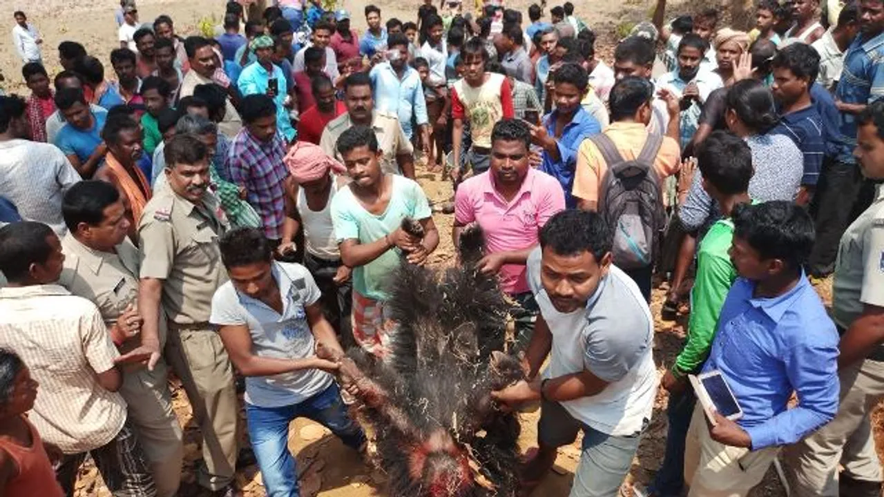  ୩ ଜଣଙ୍କୁ ମାରିଦେଲା ଭାଲୁ