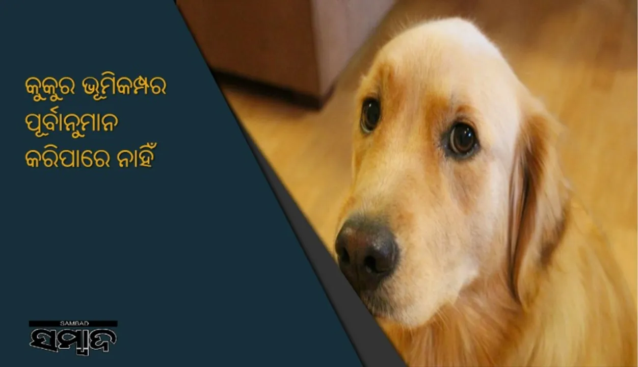  କୁକୁର ଭୂମିକମ୍ପର ପୂର୍ବାନୁମାନ କରିପାରେ ନାହିଁ