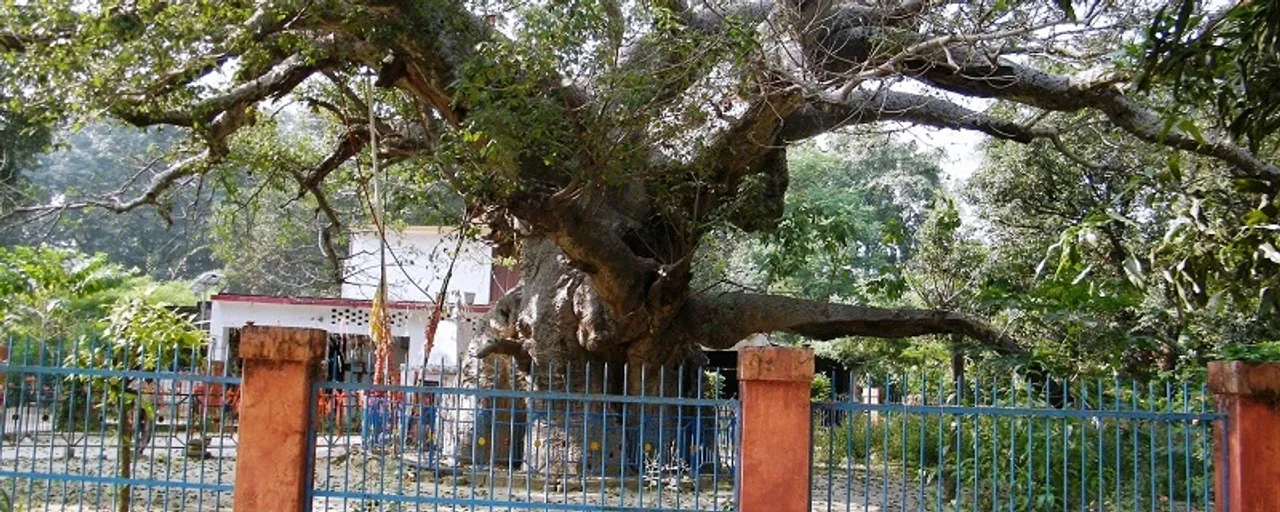  ସମୁଦ୍ର ମନ୍ଥନରୁ ମିଳିଥିବା ପାରିଜାତ ବୃକ୍ଷ ଏବେ ବି ଭାରତରେ ରହିଛି