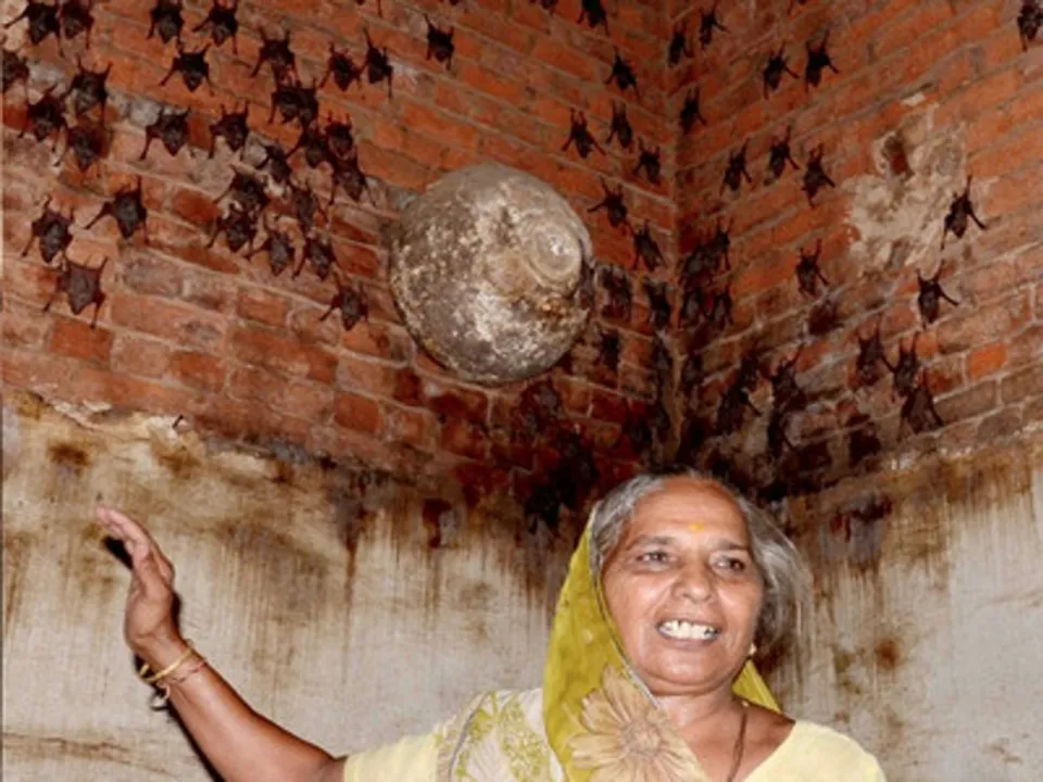  ନିପା ବାହକ ବାଦୁଡ଼ିକୁ ଡର ନାହିଁ ! ଦେଶରେ ନିପା ଭୂତାଣୁ ଆତଙ୍କ ଖେଳାଉ ଥିବା ବେଳେ ଘରେ ୪୦୦ ବାଦୁଡ଼ି ପାଳିଛନ୍ତି ଏହି  ଗୁଜରାଟୀ ମହିଳା