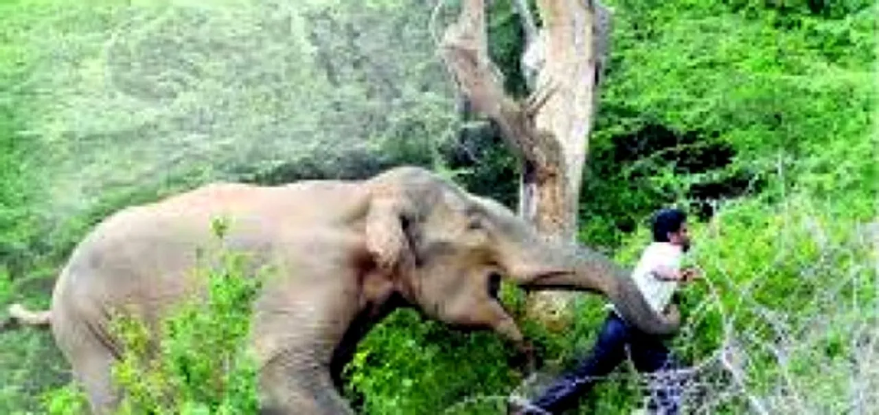  ରାଉରକେଲା: ହାତୀ ଆକ୍ରମଣରେ ୪ ବର୍ଷର ପୁଅ ମୃତ, ବାପା, ଭାଇ, ଦାଦା ଗୁରୁତର