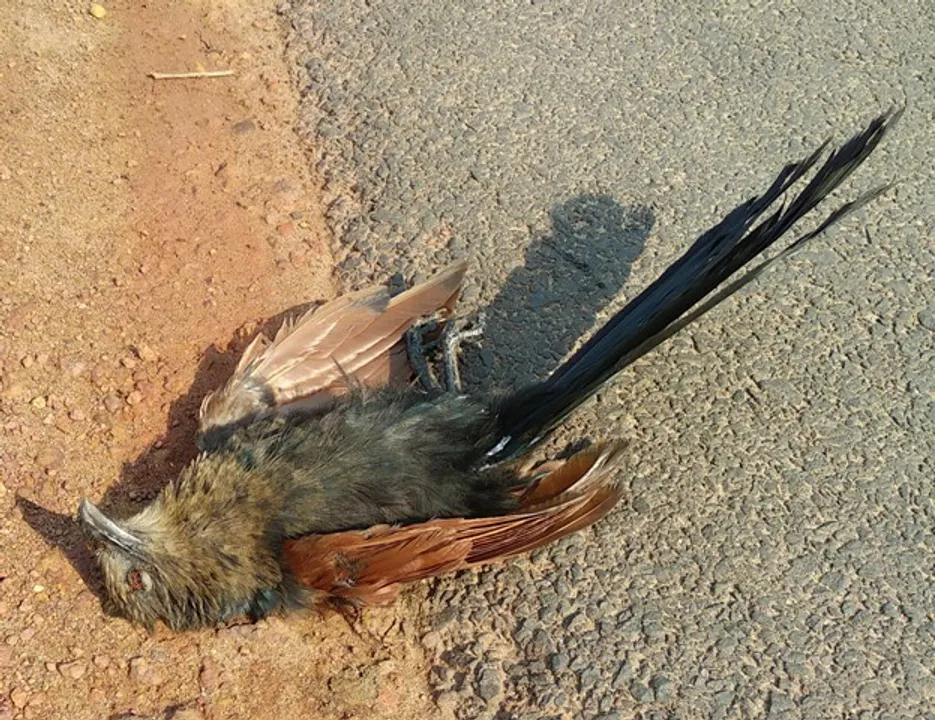  ବାରଙ୍ଗରେ ୧୦ ଦିନ ମଧ୍ୟରେ ୨ ଡାଳିଓଧ ଓ ୨ ପକ୍ଷୀଙ୍କ ମୃତ୍ୟୁ